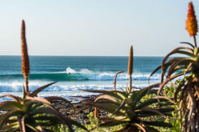7 Day Garden Route to Addo, Cape Point and Winelands Combo tour - Day 4: Tsitsikamma, Bloukrans, and Knysna