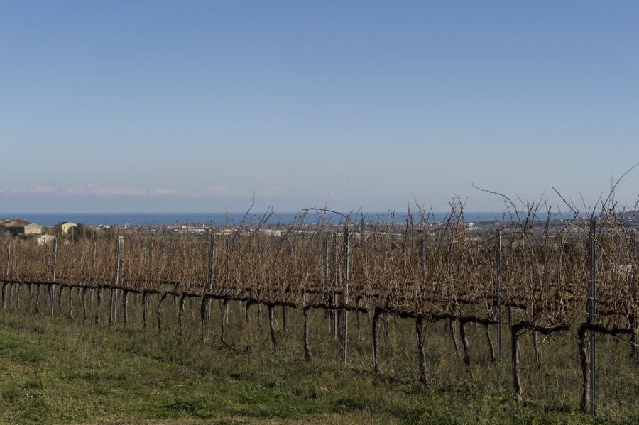Abruzzo: Historic Cellar Wine Tour and Tasting - Olive oil, bruschetta and a proper Abruzzo aperitif
