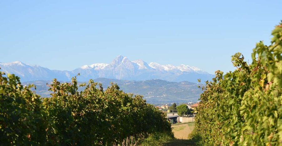 Abruzzo: Historic Cellar Wine Tour and Tasting - Starting among vineyards and olive groves