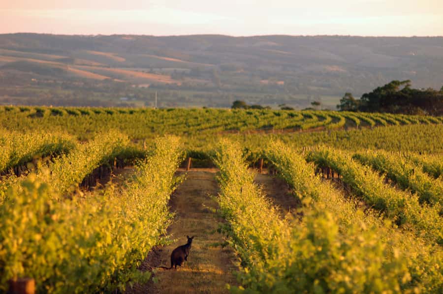Adelaide: Highlights, Hahndorf & McLaren Vale Wine Tasting - The Adelaide Hills drive and wildlife watch