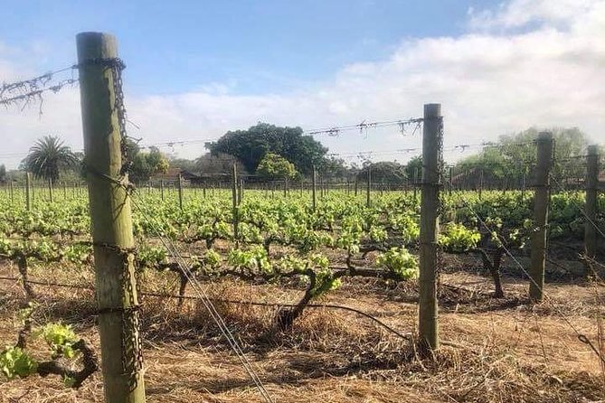 African Story Wine Tours in the Cape Winelands - Why this Cape Winelands tour works so well