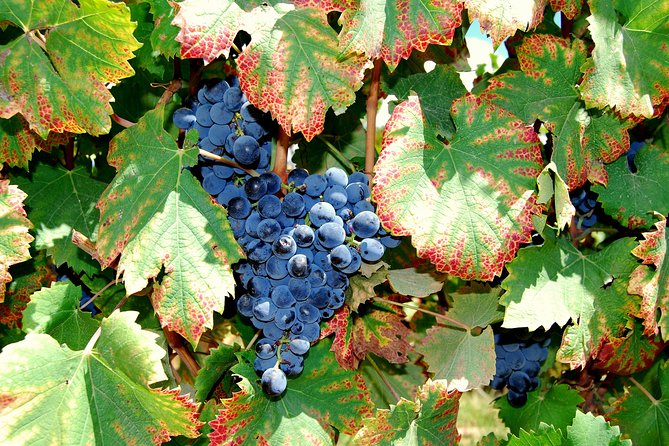 African Story Wine Tours in the Cape Winelands - What $102.95 buys you