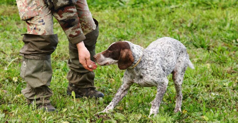 Alba: Truffle Hunting with Cheese, Truffle, & Wine Tastings - Into the woods with a Piedmont trifolao