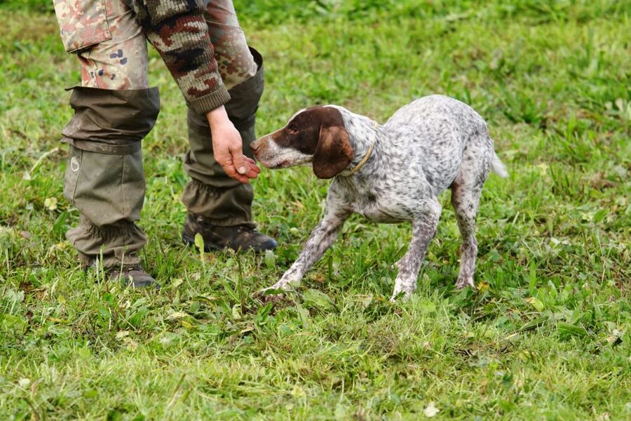 Alba: Truffle Hunting with Cheese, Truffle, & Wine Tastings - A personal forest experience, with group size to consider