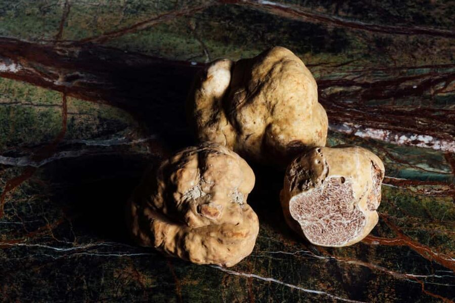 Alba: Truffle Hunting with Cheese, Truffle, & Wine Tastings - Who will enjoy this experience most