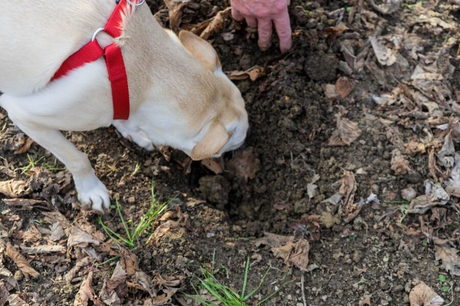 Alba: Truffle Hunting with Cheese, Truffle, & Wine Tastings - Elio, Cuba, Chloe, and the art of the search