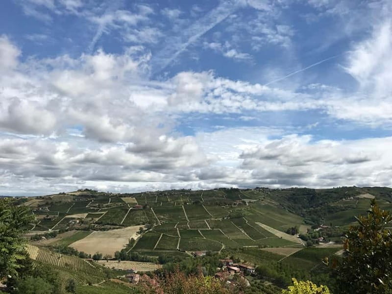 Alba: Wine Tasting and Tour with a Local Producer - One Hour With Six Piedmont Wines