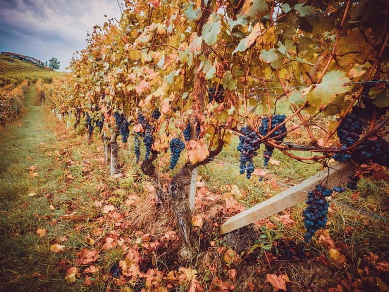 Alba: Wine Tasting and Tour with a Local Producer - Why Barbaresco Adds Value
