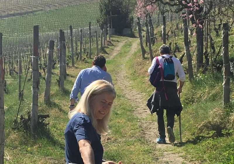 Alba: Wine Tasting and Tour with a Local Producer - Inside the Cellar, From Harvest to Wood