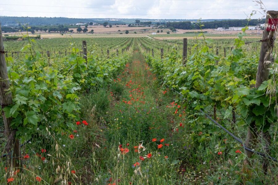 Alberobello: Winery Tour with Wine and Food Tasting - The location and transport question