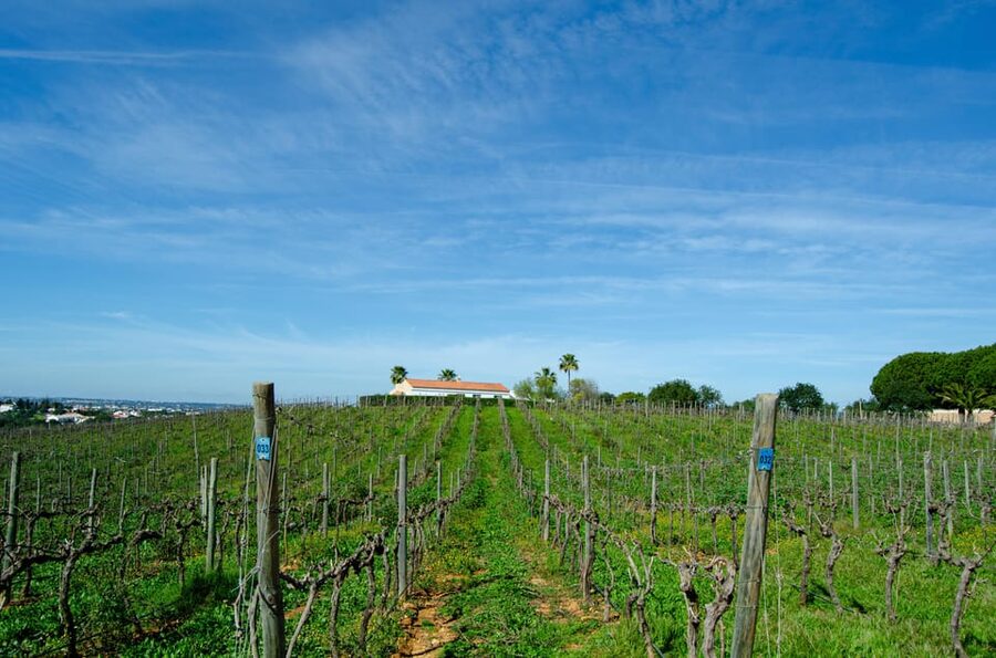 Albufeira: City Highlights & WINE TASTING - Seeing the Strip without making it the whole tour