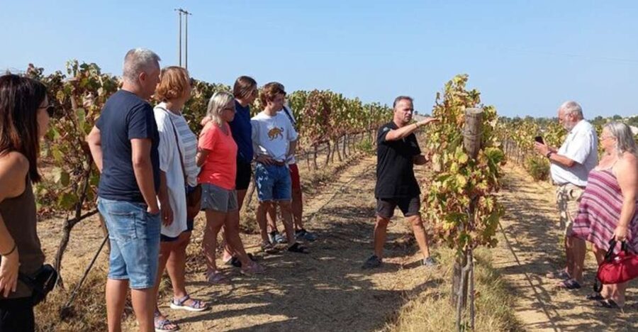 Albufeira/Vilamoura: Winery Tour with Wine Tasting and Tapas - Five things to know before you book