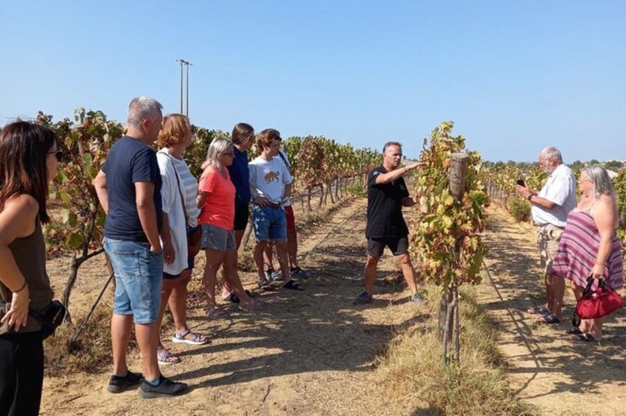 Albufeira/Vilamoura: Winery Tour with Wine Tasting and Tapas - A short look at Albufeira before the vines
