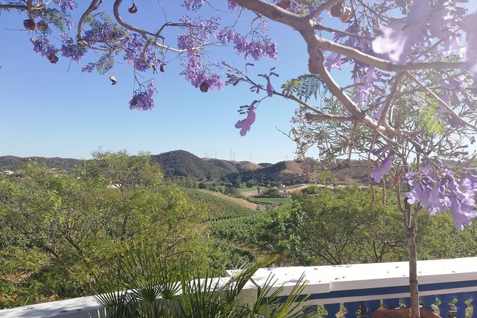 Albufeira Wine Tasting: Boutique Winery Tour & Historic Silves - Who should book this Albufeira wine tour?