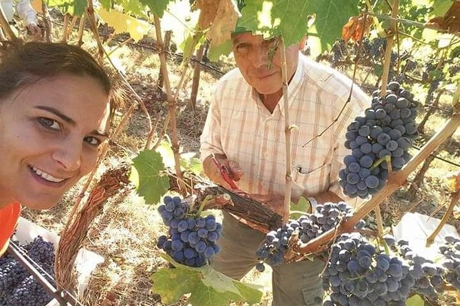 Albufeira Wine Tour: 2 Vineyards, 6 Tastings & Historic Silves - At a glance: what makes this Algarve day trip worthwhile