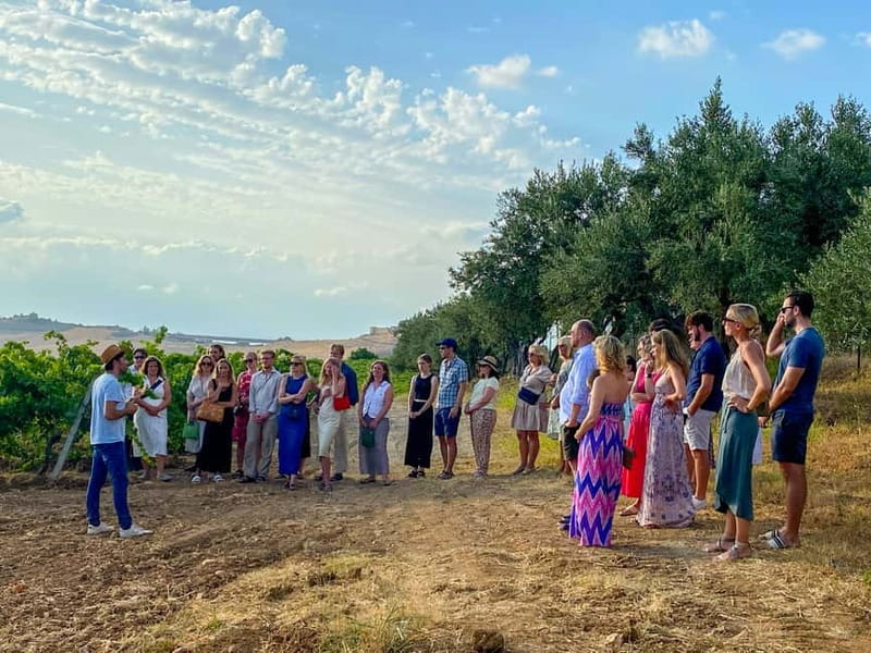 Alcamo: Natural Wine & Olive Oil Tasting - Sicily - Walking the vineyard and meeting the bees