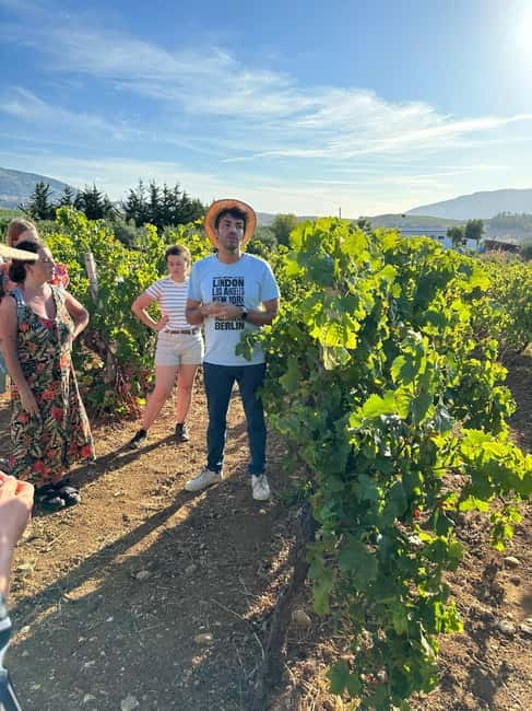 Alcamo: Natural Wine & Olive Oil Tasting - Sicily - Olive oil, honey, and the food on the table