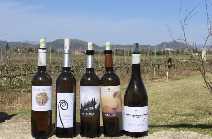 Alcúdia/Can Picafort: Guided Vineyard Visit and Wine Tasting - Why this small winery visit feels different