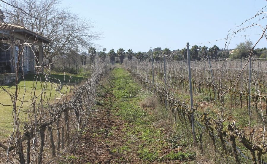 Alcúdia/Can Picafort: Guided Vineyard Visit and Wine Tasting - Entering the vineyard and meeting the owner
