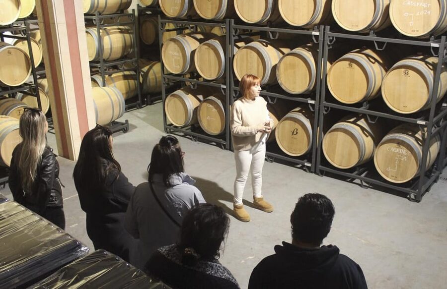 Alcúdia/Can Picafort: Guided Vineyard Visit and Wine Tasting - From barrel room to tasting terrace