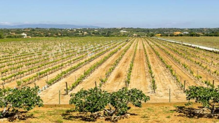 Algarve: Classic Wine Tour & Tasting in Silves - Walking through the vineyard and production rooms