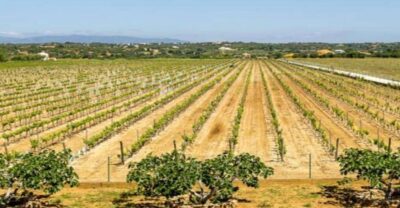 Classic Wine Tour & Tasting in Silves