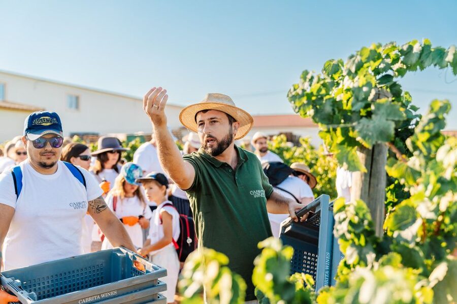 Algarve: Classic Wine Tour & Tasting in Silves - Local cheeses, charcuterie, and a proper snack