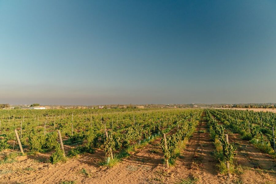 Algarve: Classic Wine Tour & Tasting in Silves - Guides, language, and the feel of the visit