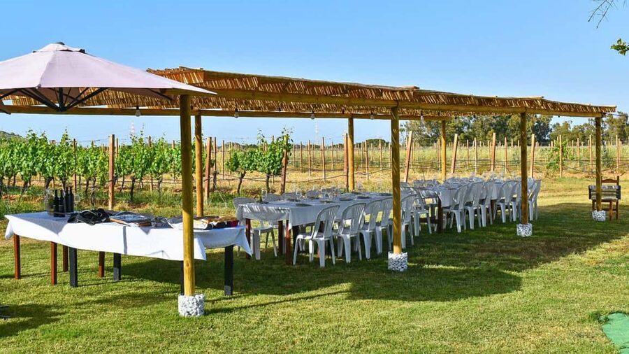 Alghero: Dinner in the Vineyard with Wine - Who will enjoy this Sardinian vineyard evening?