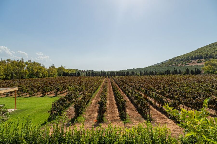 Alghero: Wine and Olive Oil Tasting at a Local Farm - Finishing with cold-pressed olive oil