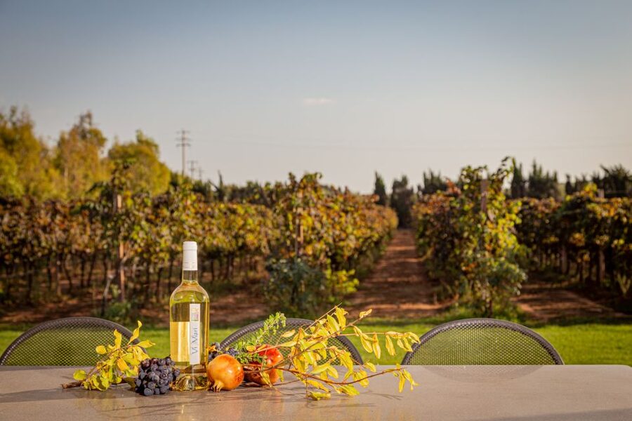 Alghero: Wine and Olive Oil Tasting at a Local Farm - Walking through the vines and olive trees