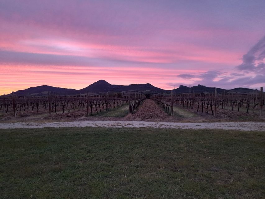 Alghero: wine tasting w/ local aperitif in the vineyard - Key points to know before you book
