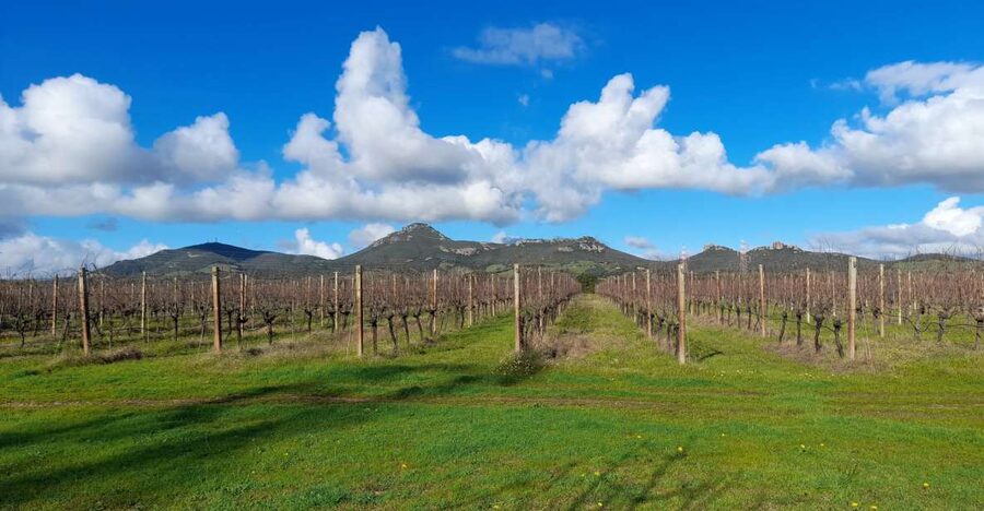 Alghero: wine tasting w/ local aperitif in the vineyard - A quiet corner of Alghero wine country