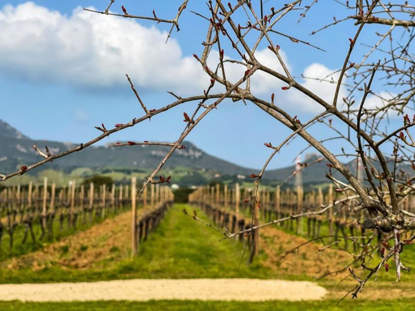 Alghero: wine tasting w/ local aperitif in the vineyard - Why the family atmosphere matters