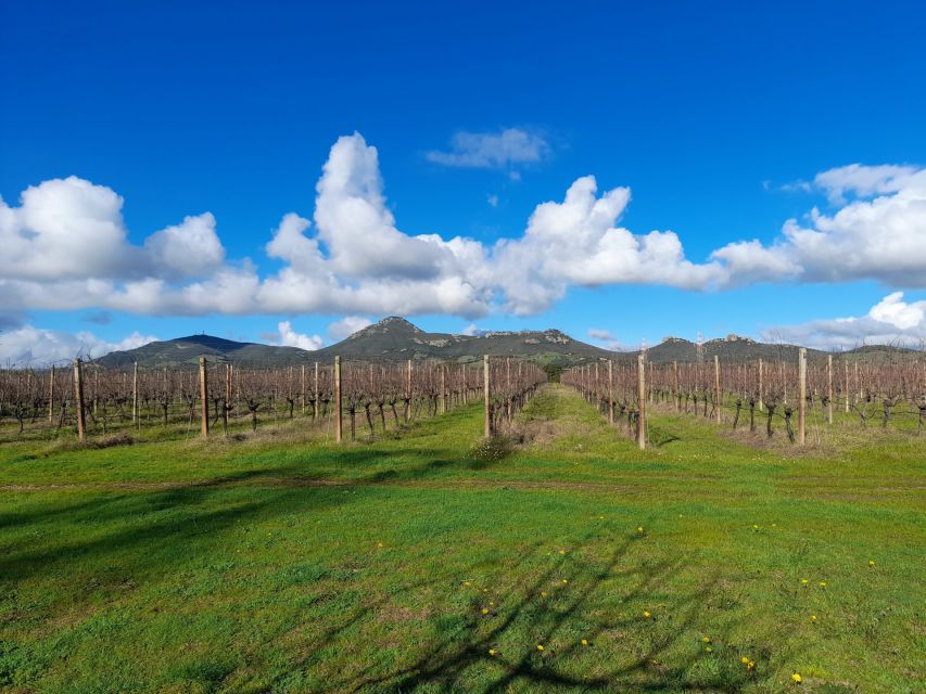 Alghero: wine tasting w/ local aperitif in the vineyard - How much value do you get for $61?