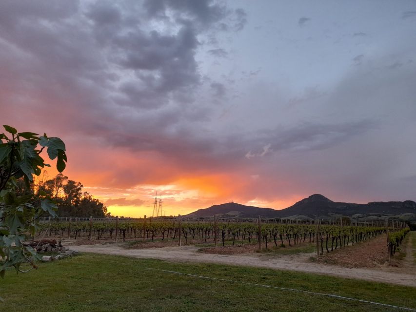 Alghero: wine tasting w/ local aperitif in the vineyard - Should you book the vineyard aperitif?