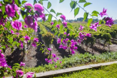 Small-Group Countryside Wine Tour with 4 Tastings
