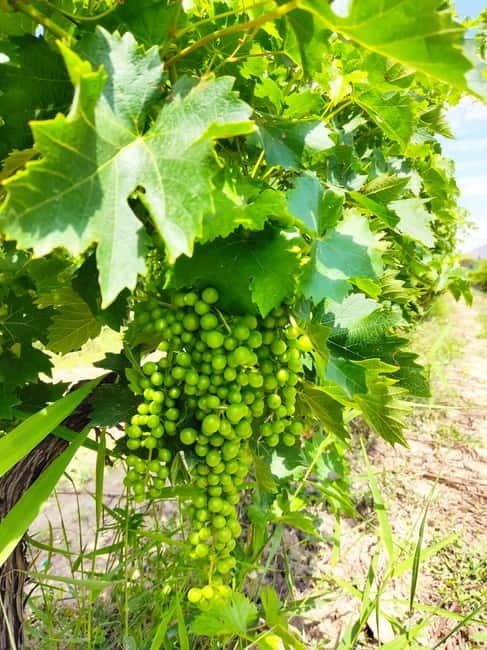 Alicante: Small-Group Countryside Wine Tour with 4 Tastings - Thirty minutes for views, photos, and the winery shop