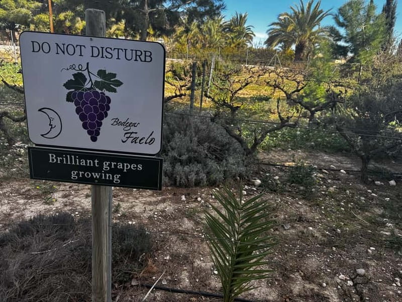Alicante; Wine Tour, Wineries, Food and Transfer included - The Elche winery visit from Monday to Saturday