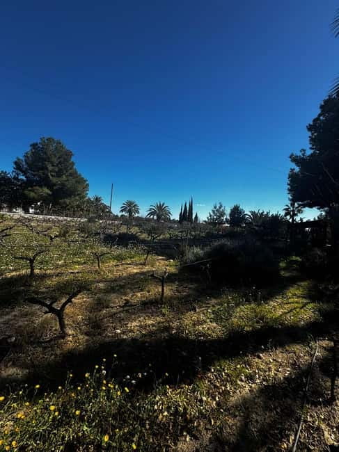 Alicante; Wine Tour, Wineries, Food and Transfer included - How to decide between weekday and Sunday