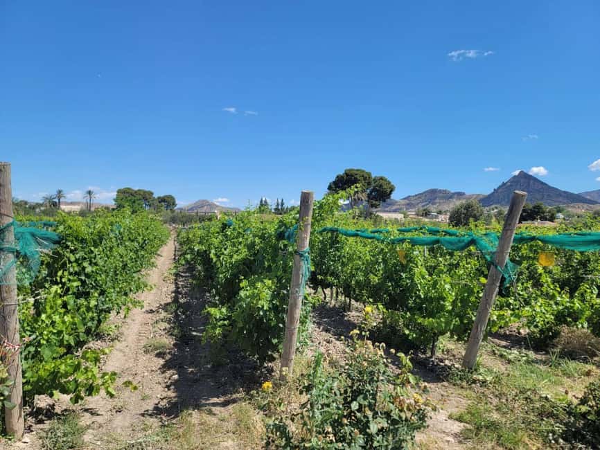 Alicante:Winery Tour+ Wine Tasting + Old castle - Tasting three wines with tapas