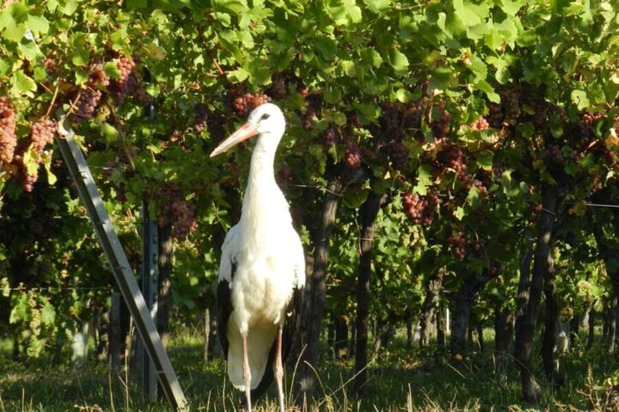 Alsace: Half-Day Wine Tour from Colmar - Who will enjoy this tour most