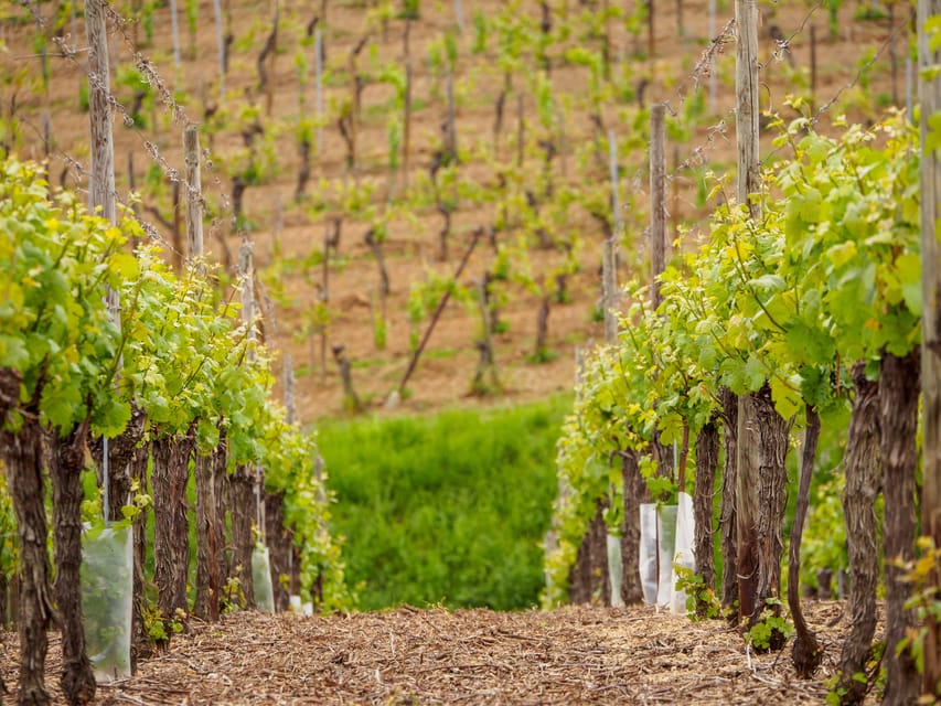 Alsace Half-Day Wine Tour from Strasbourg - The Alsace Wine Route and its changing scenery