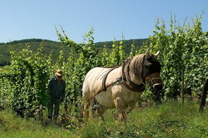 Alsace wine tour and medieval villages. Small group guided tour - Half-day or full-day: which is right for you?