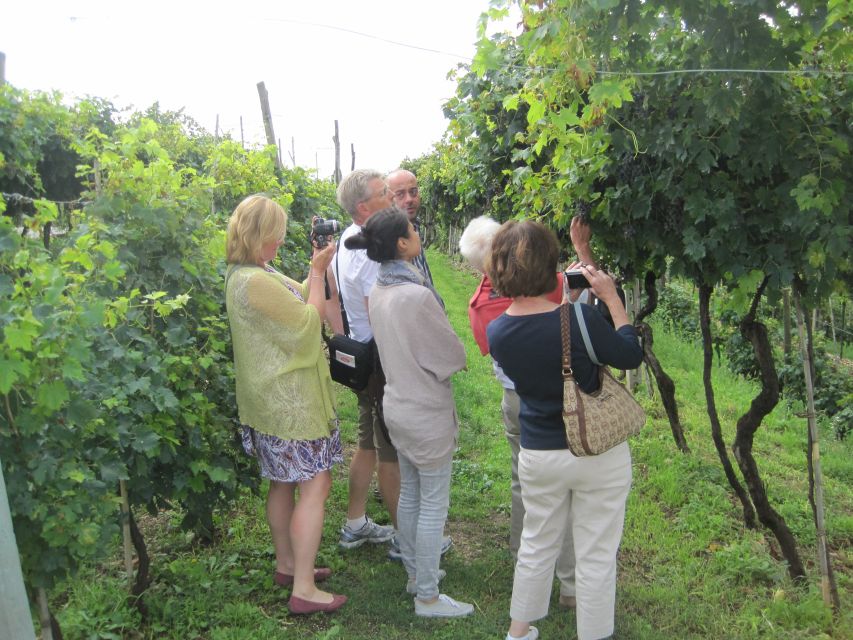 Amarone Wine Tour & Tasting from Venice, Padua or Verona - Key points at a glance