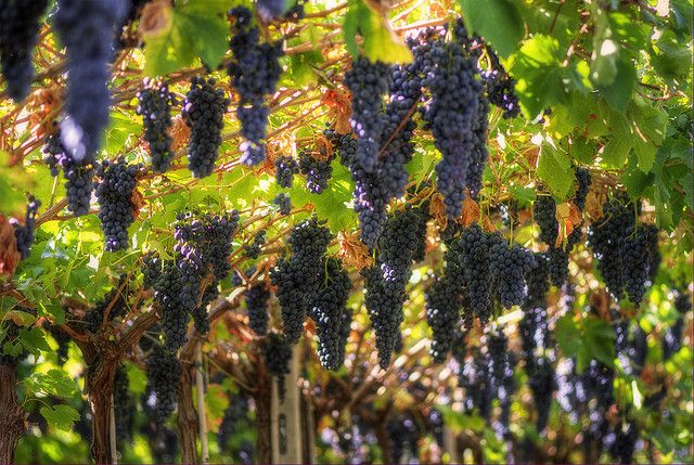 Amarone Wine Tour & Tasting from Venice, Padua or Verona - From city streets to the Valpolicella Valley