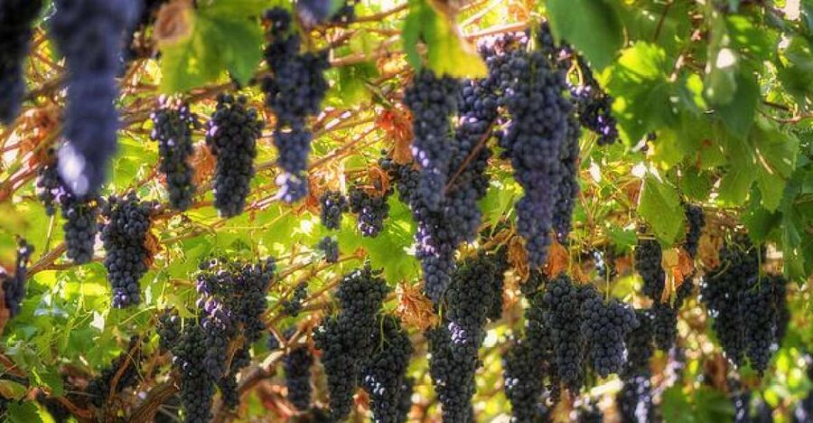 Amarone Wine Tour & Tasting from Venice, Padua or Verona - Cheese pairings that make the tasting easier