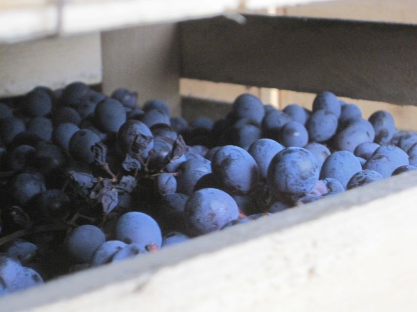 Amarone Wine Tour & Tasting from Venice, Padua or Verona - The guide can shape the whole day