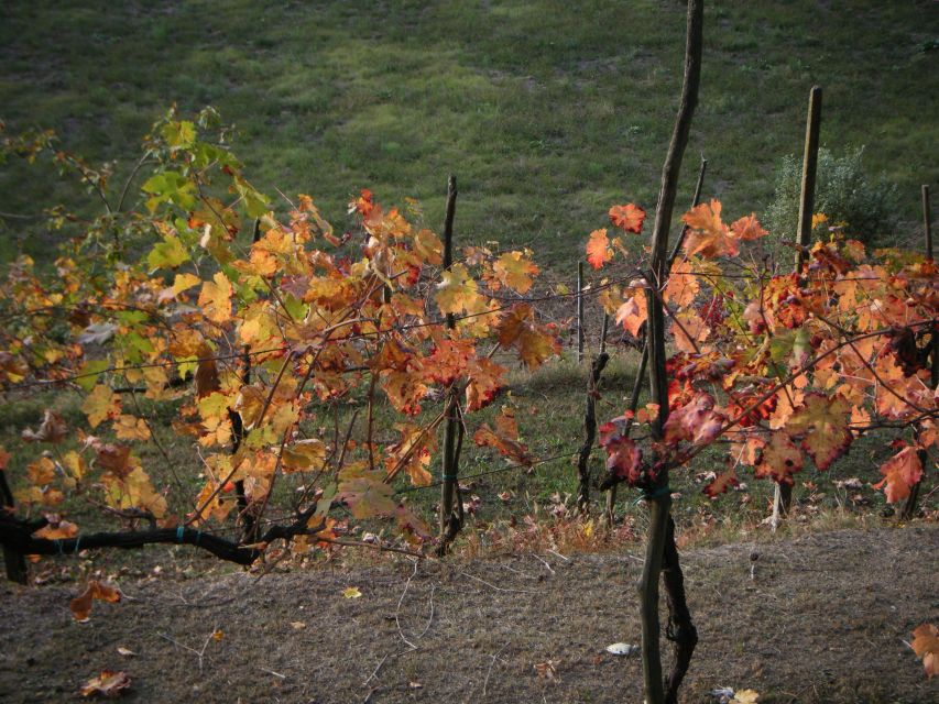 Amarone Wine Tour & Tasting from Venice, Padua or Verona - Is $542.03 per person a fair price?