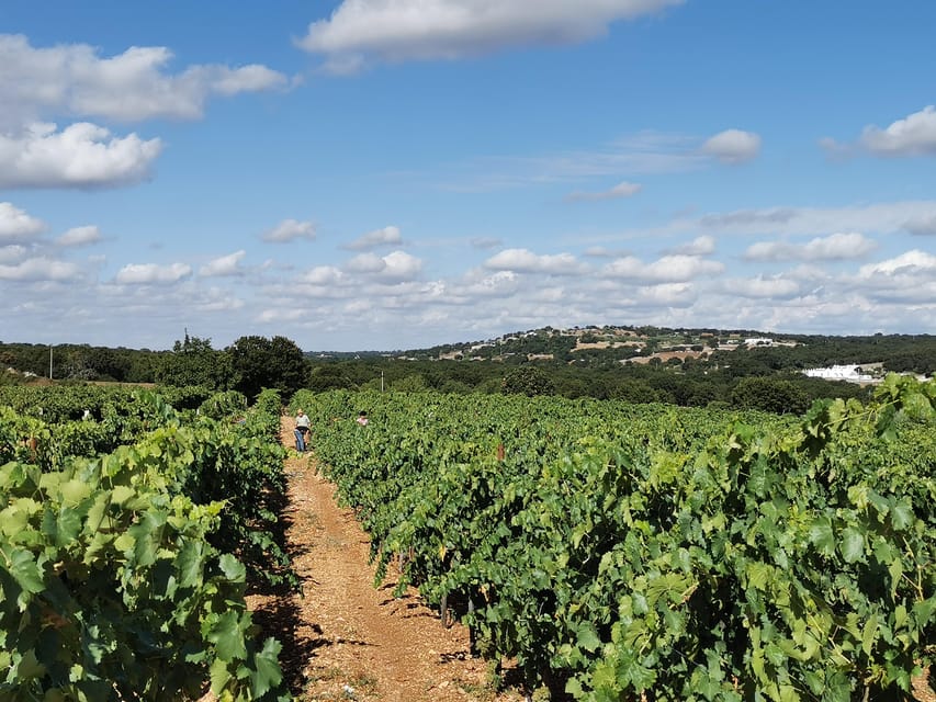 Apulia: Guided Wine Tasting with Local Appetizers - A vineyard setting in the Itria Valley